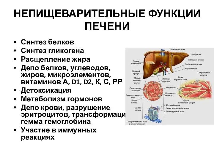 НЕПИЩЕВАРИТЕЛЬНЫЕ ФУНКЦИИ ПЕЧЕНИ Синтез белков Синтез гликогена Расщепление жира Депо белков,