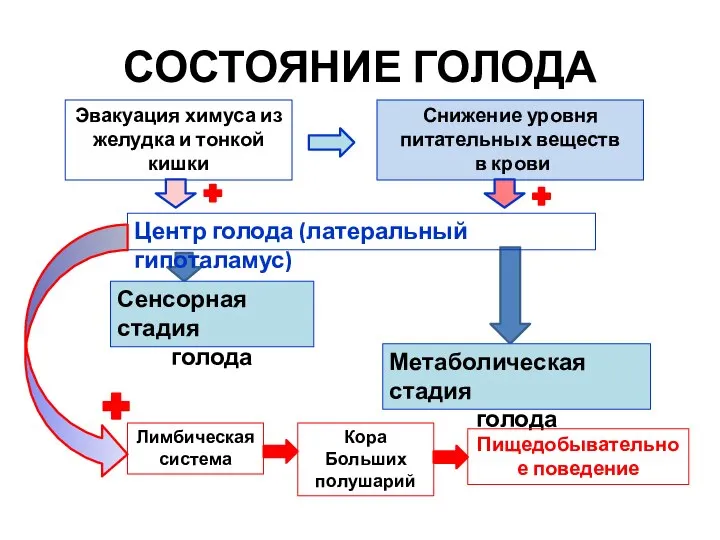 СОСТОЯНИЕ ГОЛОДА Эвакуация химуса из желудка и тонкой кишки Снижение уровня