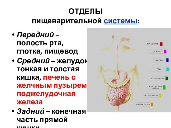 ОТДЕЛЫ пищеварительной системы: Передний – полость рта, глотка, пищевод Средний –