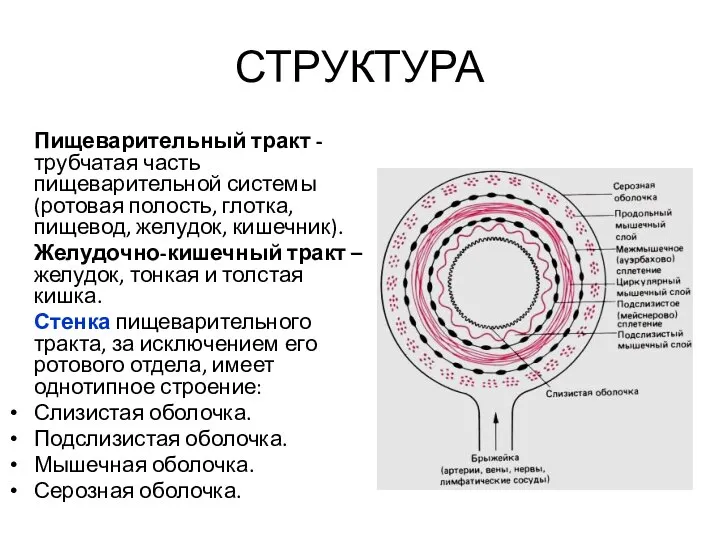 СТРУКТУРА Пищеварительный тракт - трубчатая часть пищеварительной системы (ротовая полость, глотка,