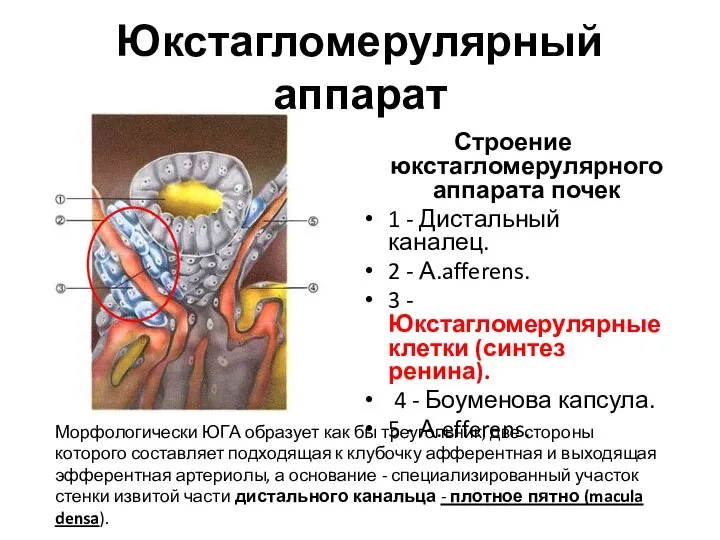 Юкстагломерулярный аппарат Строение юкстагломерулярного аппарата почек 1 - Дистальный каналец. 2