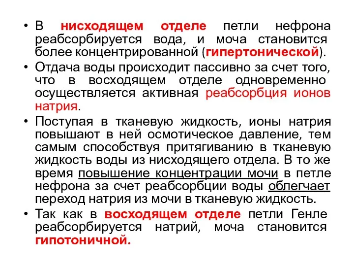 В нисходящем отделе петли нефрона реабсорбируется вода, и моча становится более