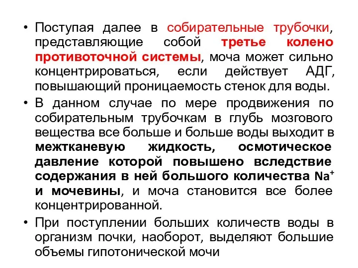 Поступая далее в собирательные трубочки, представляющие собой третье колено противоточной системы,