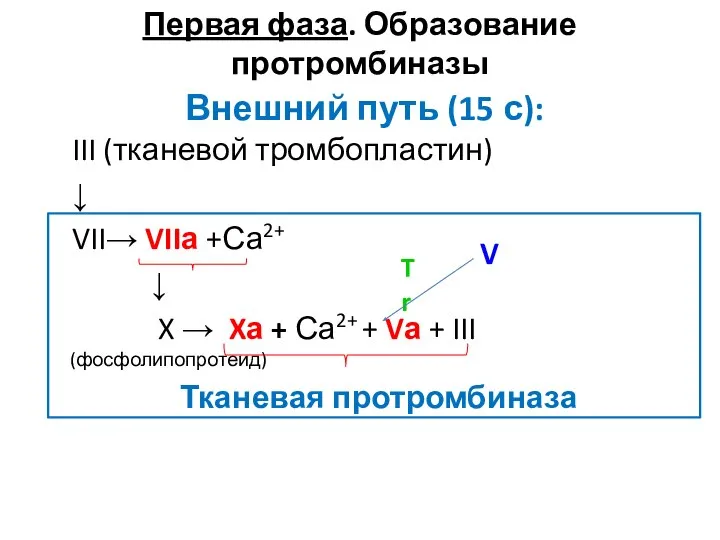 Первая фаза. Образование протромбиназы Внешний путь (15 с): III (тканевой тромбопластин)