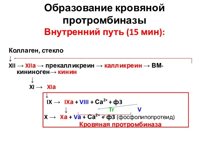 Образование кровяной протромбиназы Внутренний путь (15 мин): Коллаген, стекло ↓ XII