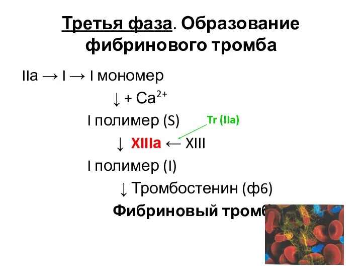 Третья фаза. Образование фибринового тромба IIа → I → I мономер