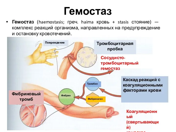 Гемостаз Гемостаз (haemostasis; греч. haima кровь + stasis стояние) — комплекс