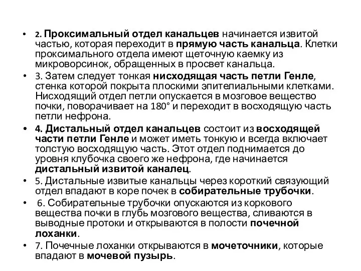 2. Проксимальный отдел канальцев начинается извитой частью, которая переходит в прямую