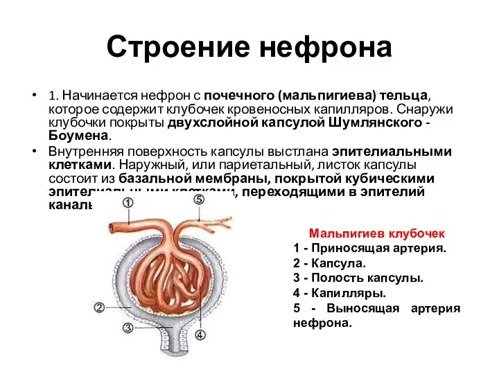 Строение нефрона 1. Начинается нефрон с почечного (мальпигиева) тельца, которое содержит
