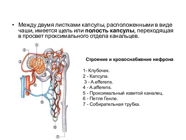 Между двумя листками капсулы, расположенными в виде чаши, имеется щель или