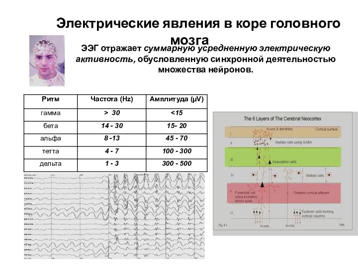 Электрические явления в коре головного мозга ЭЭГ отражает суммарную усредненную электрическую