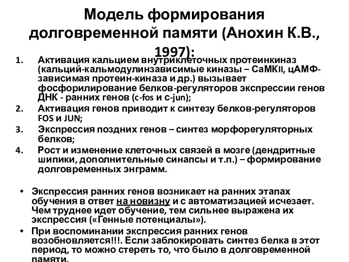 Модель формирования долговременной памяти (Анохин К.В., 1997): Активация кальцием внутриклеточных протеинкиназ