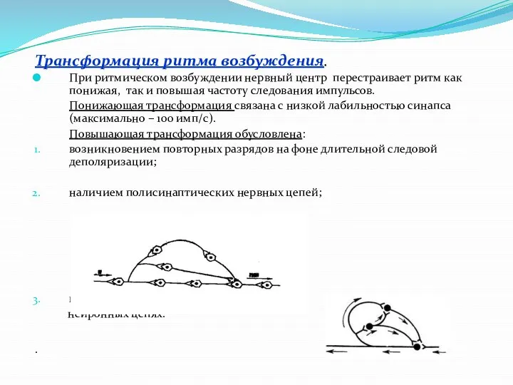 Трансформация ритма возбуждения. При ритмическом возбуждении нервный центр перестраивает ритм как