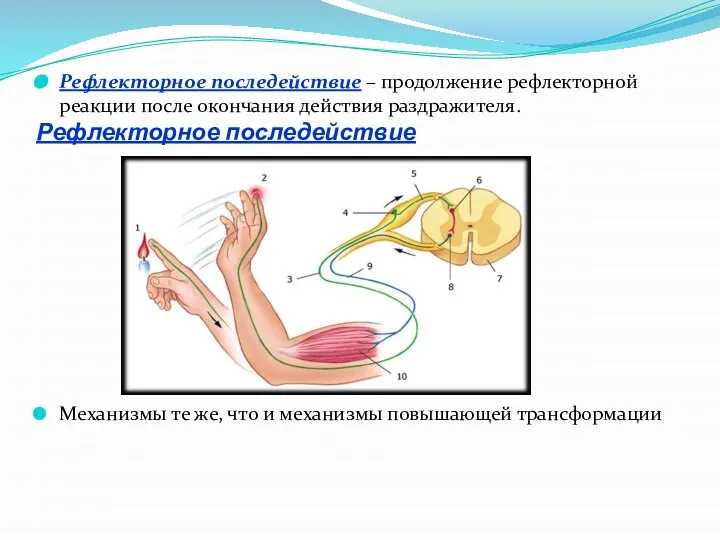 Рефлекторное последействие Рефлекторное последействие – продолжение рефлекторной реакции после окончания действия