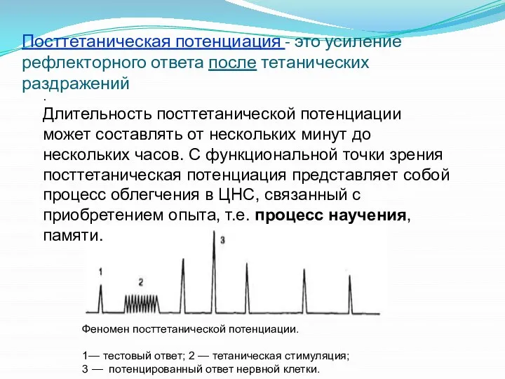 Посттетаническая потенциация - это усиление рефлекторного ответа после тетанических раздражений .