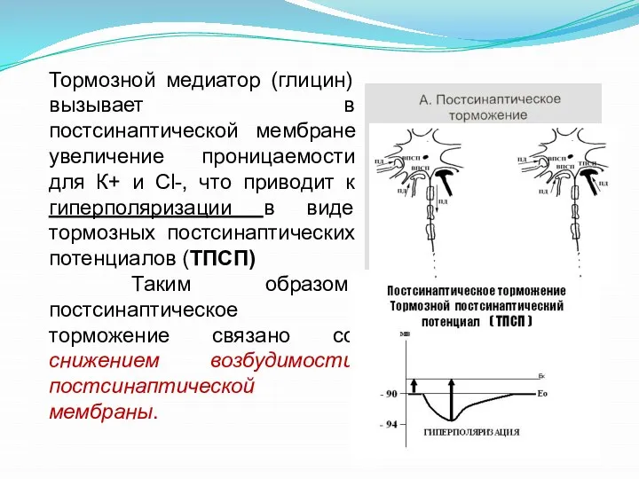 Тормозной медиатор (глицин) вызывает в постсинаптической мембране увеличение проницаемости для К+