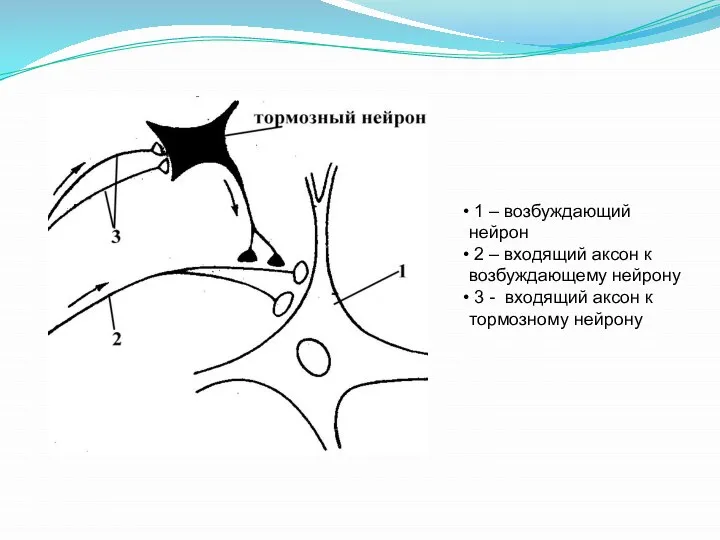 1 – возбуждающий нейрон 2 – входящий аксон к возбуждающему нейрону