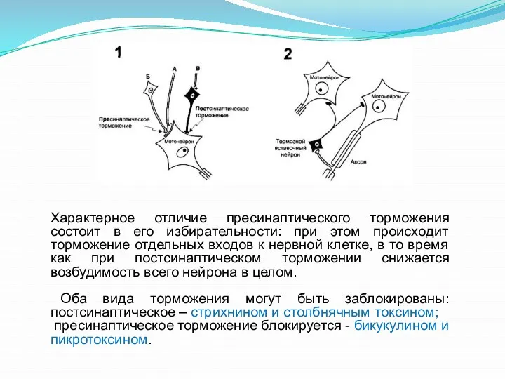 Характерное отличие пресинаптического торможения состоит в его избирательности: при этом происходит