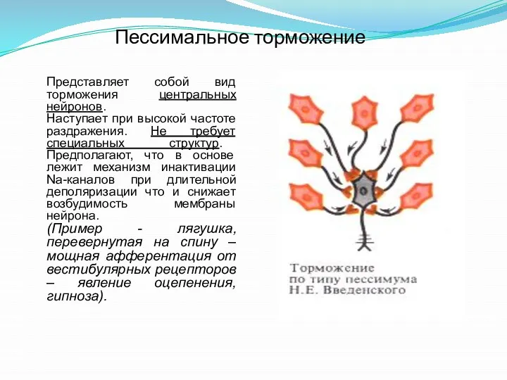 Пессимальное торможение Представляет собой вид торможения центральных нейронов. Наступает при высокой