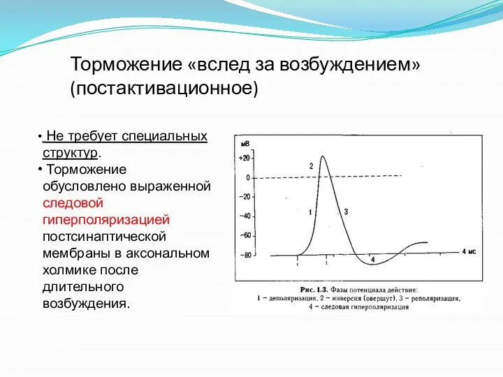 Торможение «вслед за возбуждением» (постактивационное) Не требует специальных структур. Торможение обусловлено