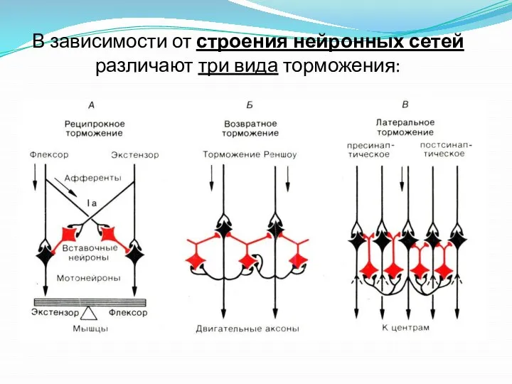 В зависимости от строения нейронных сетей различают три вида торможения: