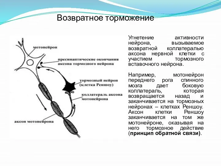 Возвратное торможение Угнетение активности нейрона, вызываемое возвратной коллатералью аксона нервной клетки