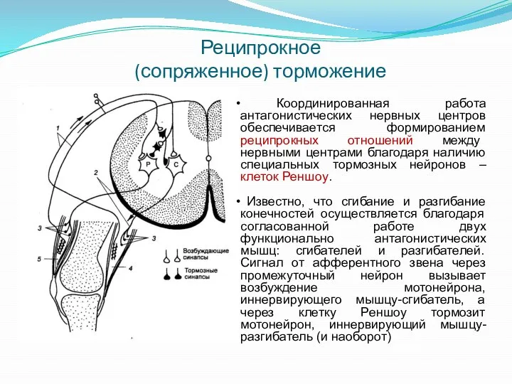 Реципрокное (сопряженное) торможение Координированная работа антагонистических нервных центров обеспечивается формированием реципрокных