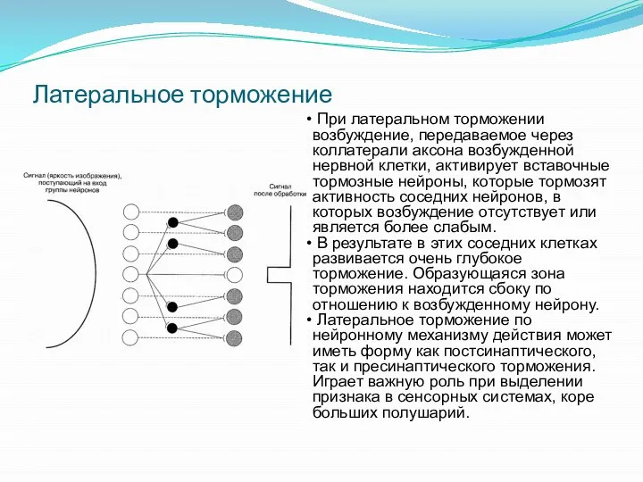 Латеральное торможение При латеральном торможении возбуждение, передаваемое через коллатерали аксона возбужденной