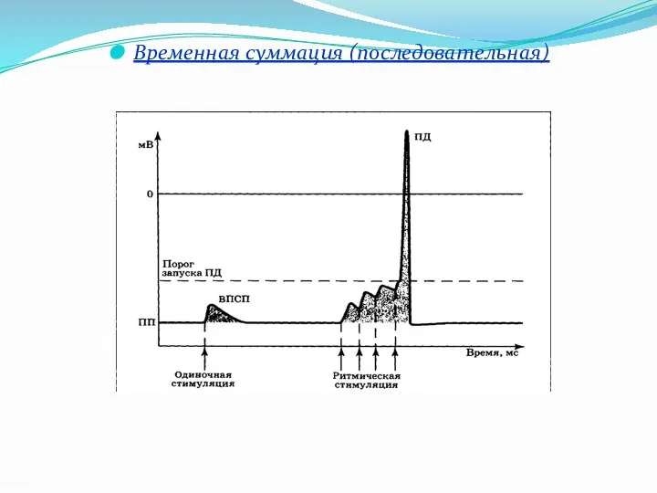 Временная суммация (последовательная)