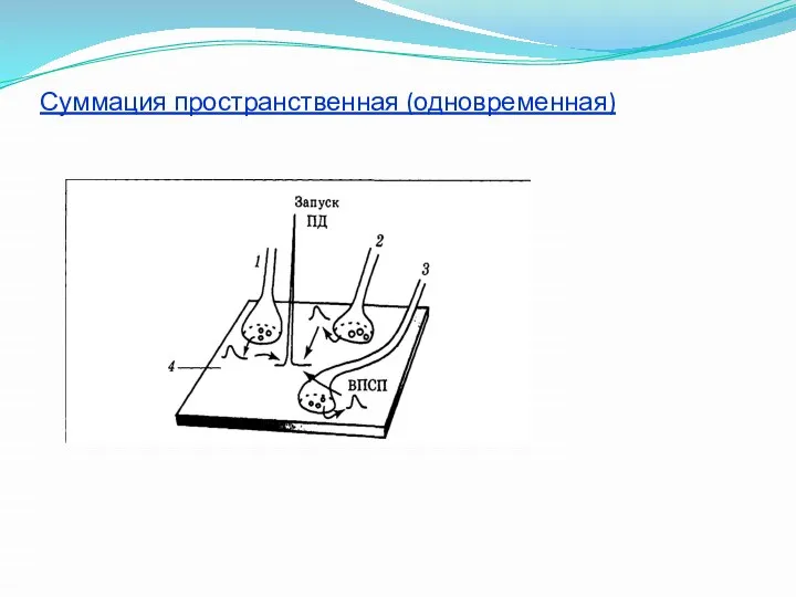 Суммация пространственная (одновременная)