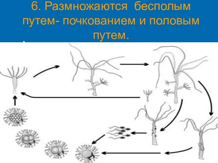 6. Размножаются бесполым путем- почкованием и половым путем. Активно плавающие медузы