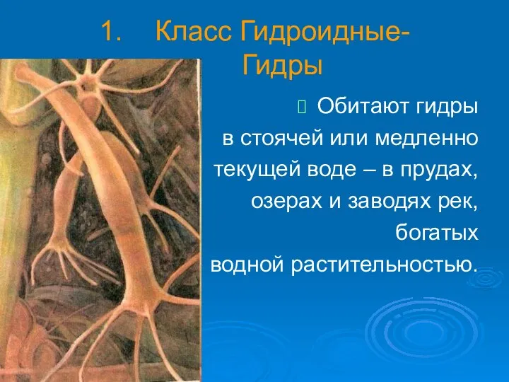 Класс Гидроидные- Гидры Обитают гидры в стоячей или медленно текущей воде