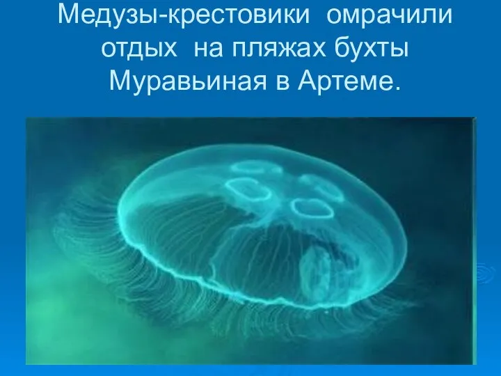 Медузы-крестовики омрачили отдых на пляжах бухты Муравьиная в Артеме.