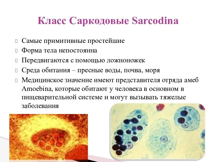 Самые примитивные простейшие Форма тела непостоянна Передвигаются с помощью ложноножек Среда