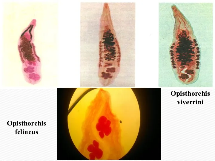 Opisthorchis viverrini Opisthorchis felineus