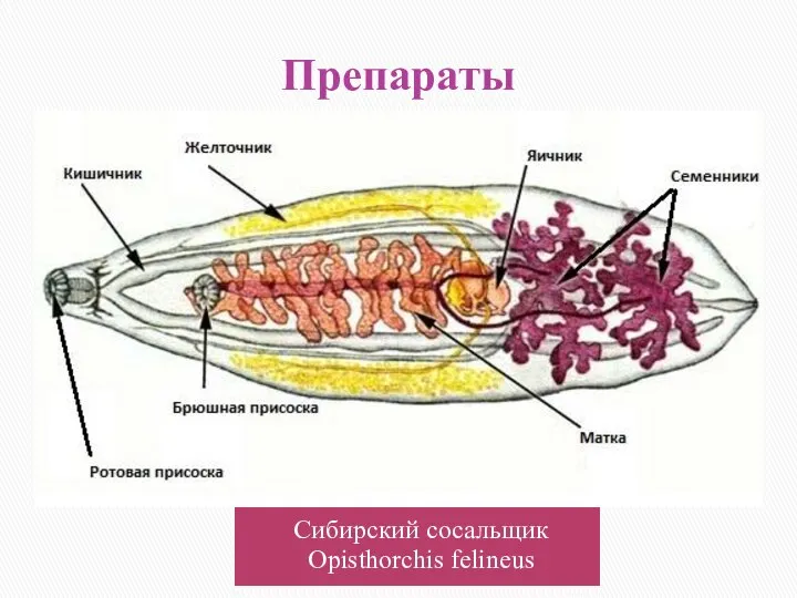 Препараты Сибирский сосальщик Opisthorchis felineus