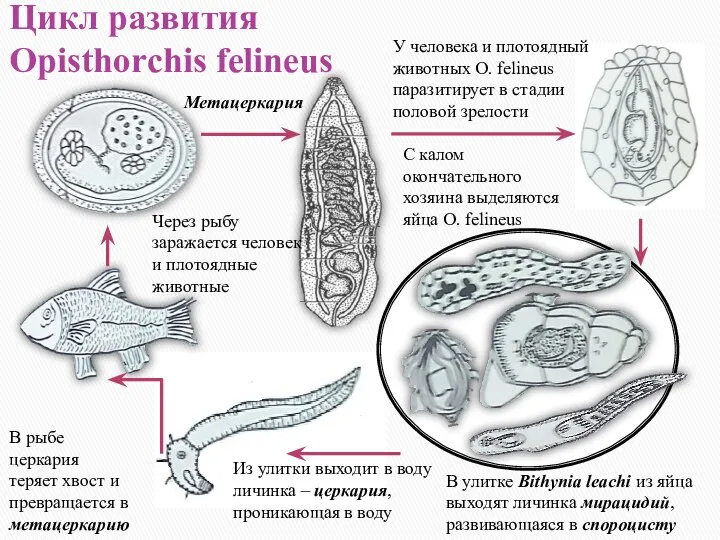 Цикл развития Opisthorchis felineus Из улитки выходит в воду личинка –