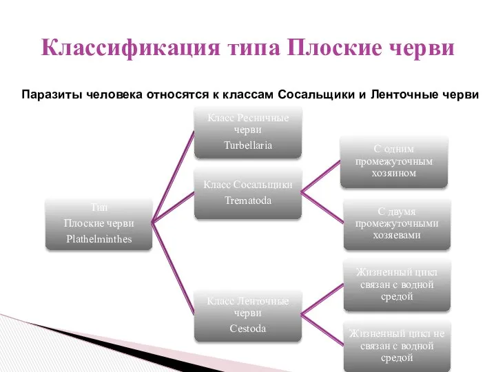 Классификация типа Плоские черви Паразиты человека относятся к классам Сосальщики и Ленточные черви