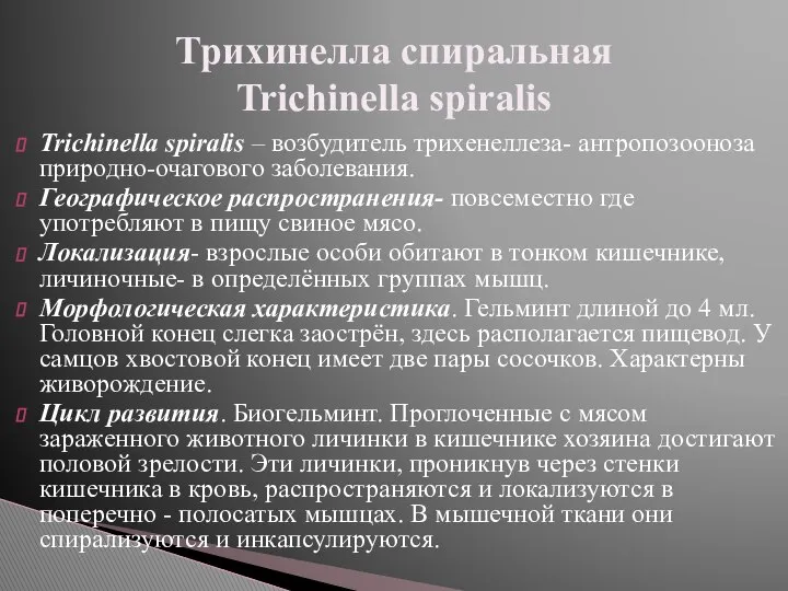 Trichinella spiralis – возбудитель трихенеллеза- антропозооноза природно-очагового заболевания. Географическое распространения- повсеместно