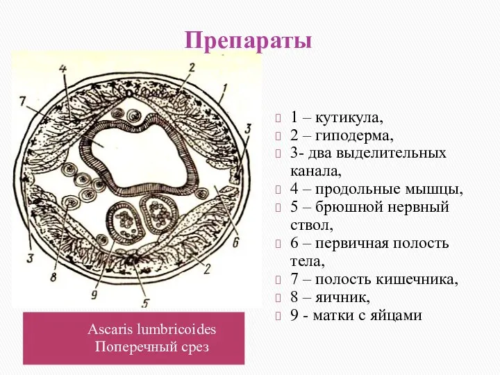 Препараты Ascaris lumbricoides Поперечный срез 1 – кутикула, 2 – гиподерма,