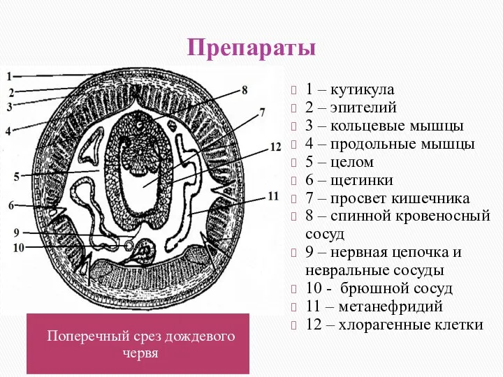 Препараты 1 – кутикула 2 – эпителий 3 – кольцевые мышцы