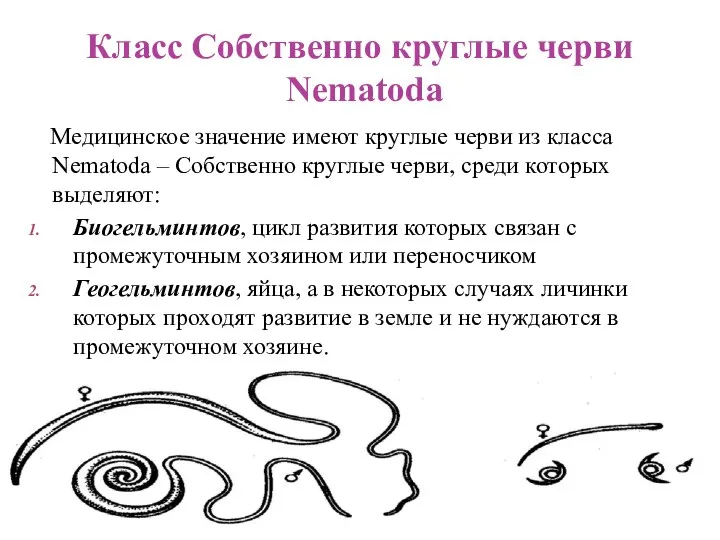 Медицинское значение имеют круглые черви из класса Nematoda – Собственно круглые