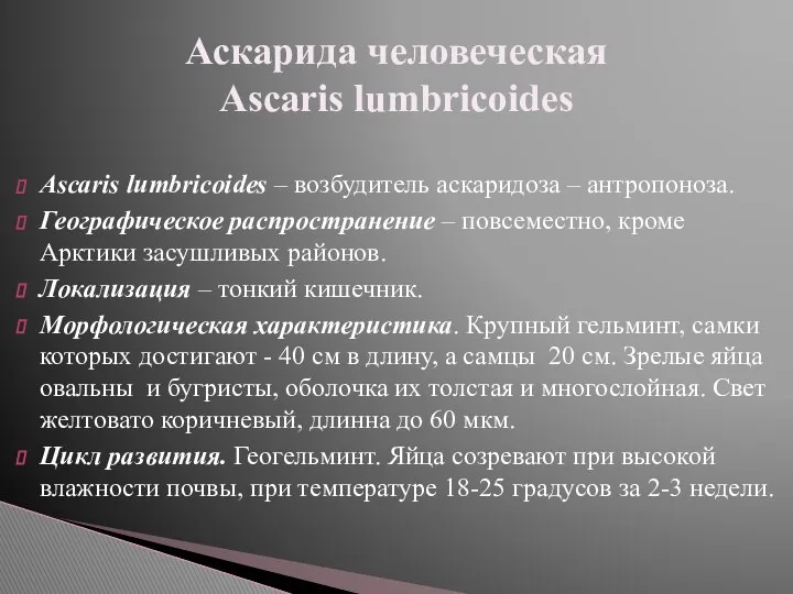 Ascaris lumbricoides – возбудитель аскаридоза – антропоноза. Географическое распространение – повсеместно,