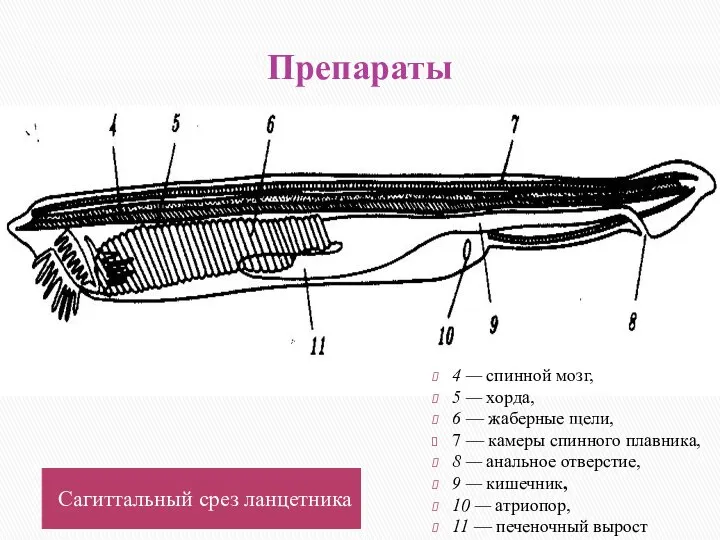 Препараты Сагиттальный срез ланцетника 4 — спинной мозг, 5 — хорда,