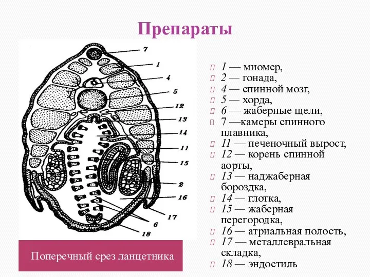 Препараты 1 — миомер, 2 — гонада, 4 — спинной мозг,