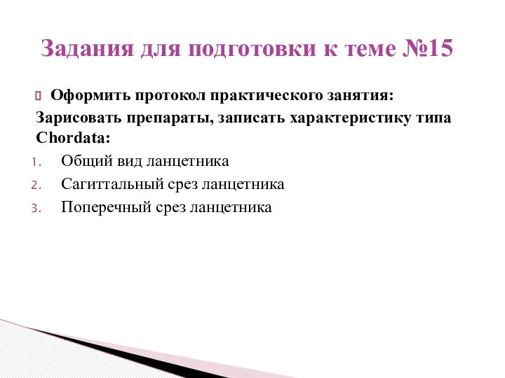 Оформить протокол практического занятия: Зарисовать препараты, записать характеристику типа Chordata: Общий