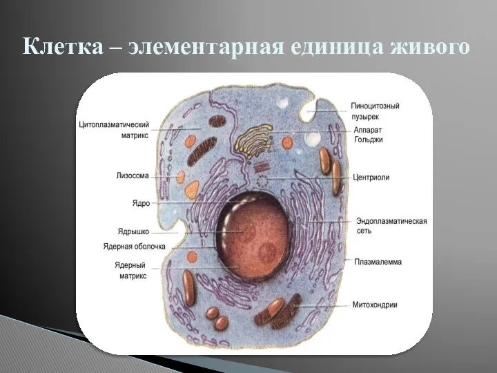 Клетка – элементарная единица живого