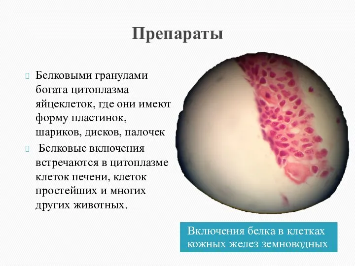 Препараты Включения белка в клетках кожных желез земноводных Белковыми гранулами богата