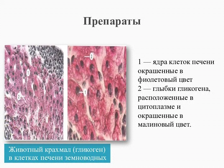 Препараты Животный крахмал (гликоген) в клетках печени земноводных 1 — ядра