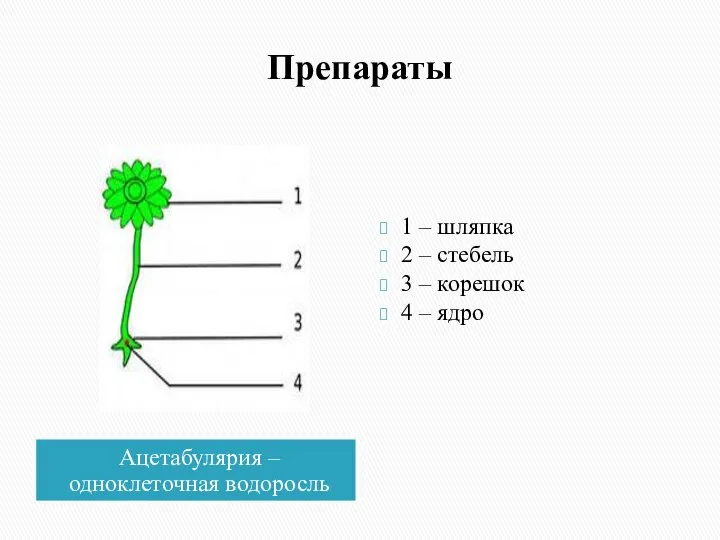 Препараты Ацетабулярия – одноклеточная водоросль 1 – шляпка 2 – стебель